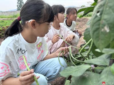 体验劳动乐趣 收获成长甘甜——广办三小驼子校区开展太空种子种植实践活动