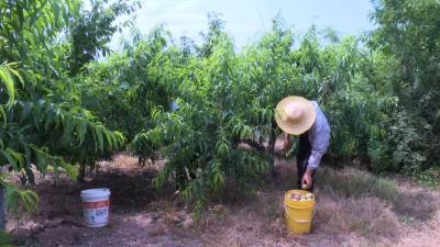 蔡河镇木搭桥村：严把品相关 让胭脂红桃走向全国