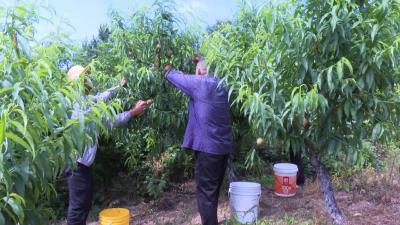 蔡河镇木搭桥村：千亩胭脂红桃喜获丰收 亩收入达6000元