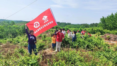 澴潭镇柏树湾村组织小志愿者体验金银花采摘