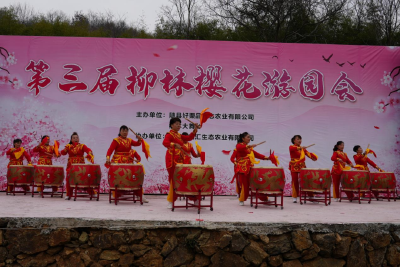 走千年古道·赏十里樱花 | 柳林花信寄云笺 金桥樱谷候君来——第三届柳林樱花游园会开园了