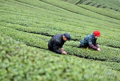 以绿为笔绘新篇 ——宣恩县生态环境保护工作综述 