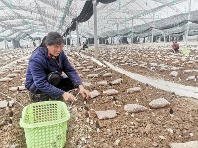 从“一菜一码”到“亿元甲鱼”——大冶21.5亿解锁兴业富民密码  