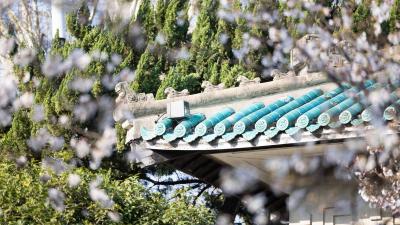 五湖四海“追樱客” 共赴江城浪漫约 