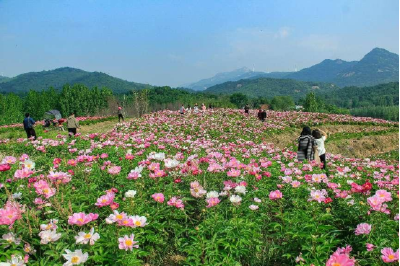 百亩芍药花海等你来打卡