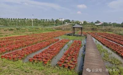 错位竞争！“掌中花”激活乡村富民新引擎  