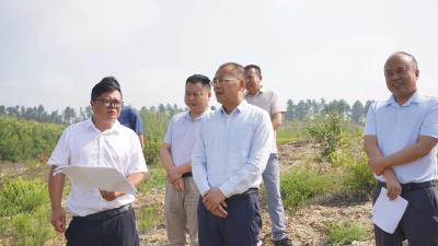 陈良调研油茶产业发展及全域国土综合整治工作  