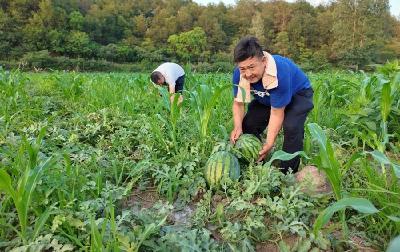 这个村60多万斤西瓜急盼销路