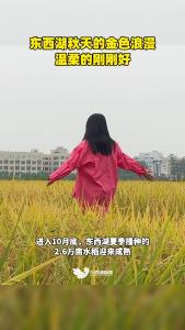 东西湖夏季播种的2.6万亩水稻迎来成熟