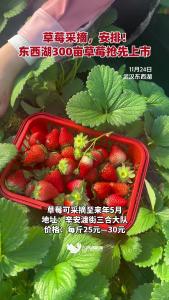 草莓采摘，安排！东西湖300亩草莓抢先上市