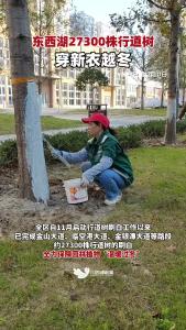 东西湖27300株行道树穿新衣越冬