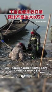 东西湖千亩鱼塘丰收开捕，预计产量达300万斤。武汉市民有口福了！