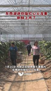 很Q，快来东西湖吃“迷你红心火龙果”。