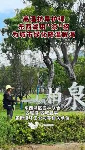 东西湖，抗旱保绿在行动
