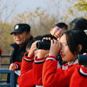 武汉东西湖天鹅湖畔，冬日“顶流”与您相约