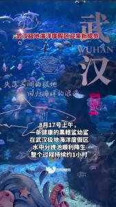 武汉极地海洋度假区小黑鳍鲨
