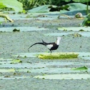 “国宝级居民”落户东西湖！