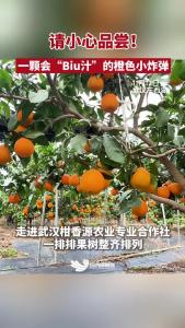 东西湖“红美人”：一颗会“Biu汁”的橙色小炸弹