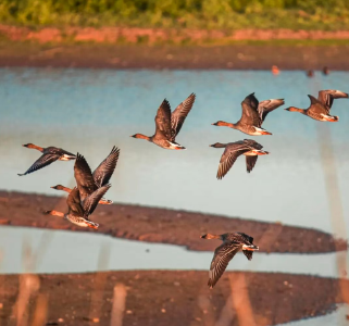 看！“老朋友”又来了