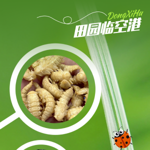 虫粪都抢手！东西湖“昆虫工厂”了解下？