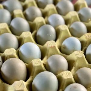 凭本报道，买蛋送蛋！