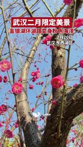 武汉二月限定美景，金银湖环湖路变身粉色海洋。