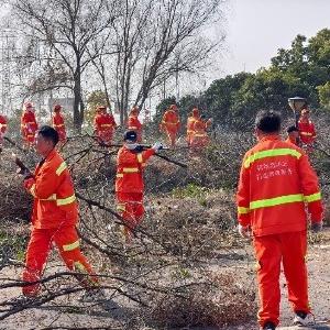 “管家”上线！将军路街联手清理枯木30吨，织密春节“安全网”