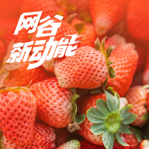 叫板进口车厘子！东西湖黑草莓冲进年货江湖