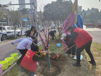 中心公园添“梅”景 常青花园携手武商共植“清廉林”