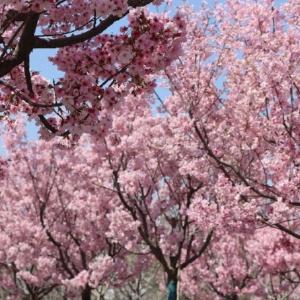 “打工樱花”再次出征！1500株移动樱花奔赴全城，汉马沿线将现“一路生花”