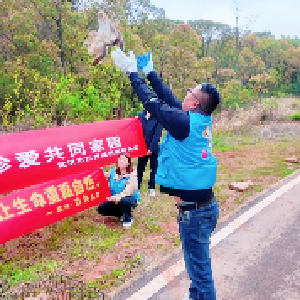 放飞国家二级重点保护野生动物 两只猴面鹰重返山林
