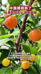 中国樱桃，熟了！