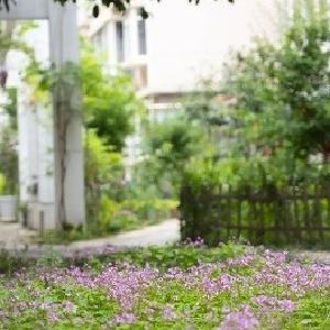 常青花园“种”出网红漫游线