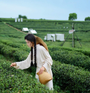 老茶厂变“全家欢”茶旅地