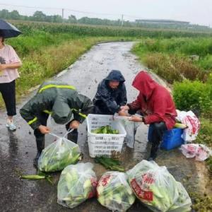 风雨砺初心，实干促丰收 | 武汉市柏泉农业技术开发有限公司双线作战保农田促增收
