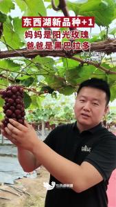 阳光玫瑰 × 黑巴拉多，东西湖喜提葡萄新成员