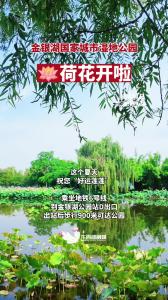 东西湖金银湖国家城市湿地公园的荷花开啦！