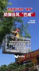 防御台风“巴威”，东西湖行道树“瘦身”。