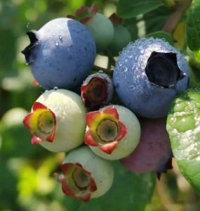 蓝莓熟了，来黄陂沉浸式采摘！