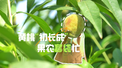 武汉黄陂：黄桃“初长成”，果农套袋忙