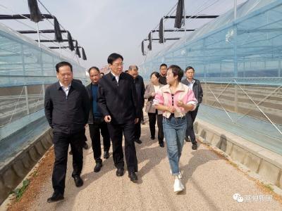 市政协副主席梁鸣调研蔡甸区全面推进乡村产业振兴等工作