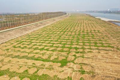 栽植万余株意杨树 构筑蔡甸汉江堤“绿色长廊”
