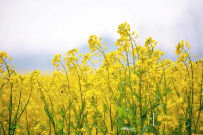 春暖花开等你来 第十届知音故里消泗油菜花节开园纳客
