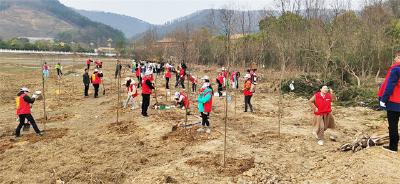 “植”此青绿  蔡甸嵩阳林场春季植树1.5万余株