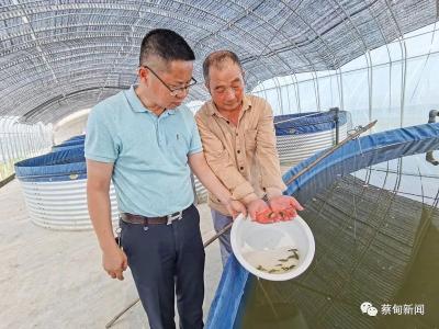 聚齐“长江三鲜” 蔡甸区首次探索河豚繁育养殖