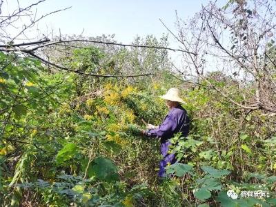 蔡甸索河：清理“一枝黄花” 构筑生态安全屏障