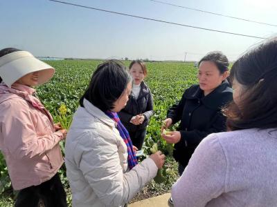 市级专家上门“把脉” 探索蔡甸农业发展新路径