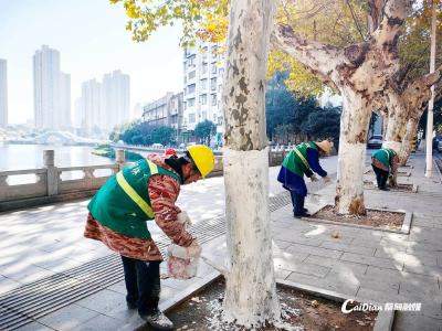 蔡甸：树木涂白穿“新衣” 温暖过寒冬