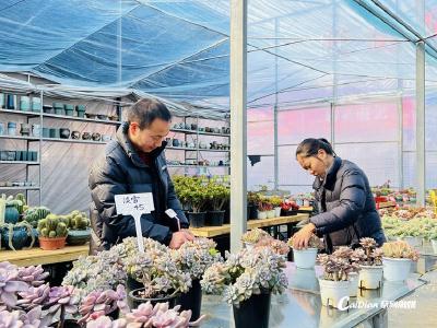 节日临近 蔡甸花卉市场“春意浓”