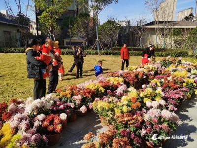 菊展落幕不说再见 千余盆精品菊花将扎根蔡甸社区